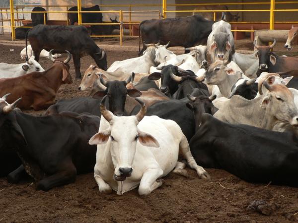 COW FARMING