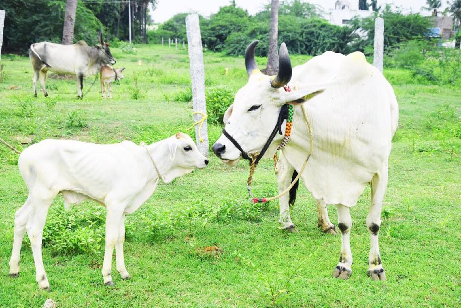 VILLAGE CATTLE BREED MAINTENANCE