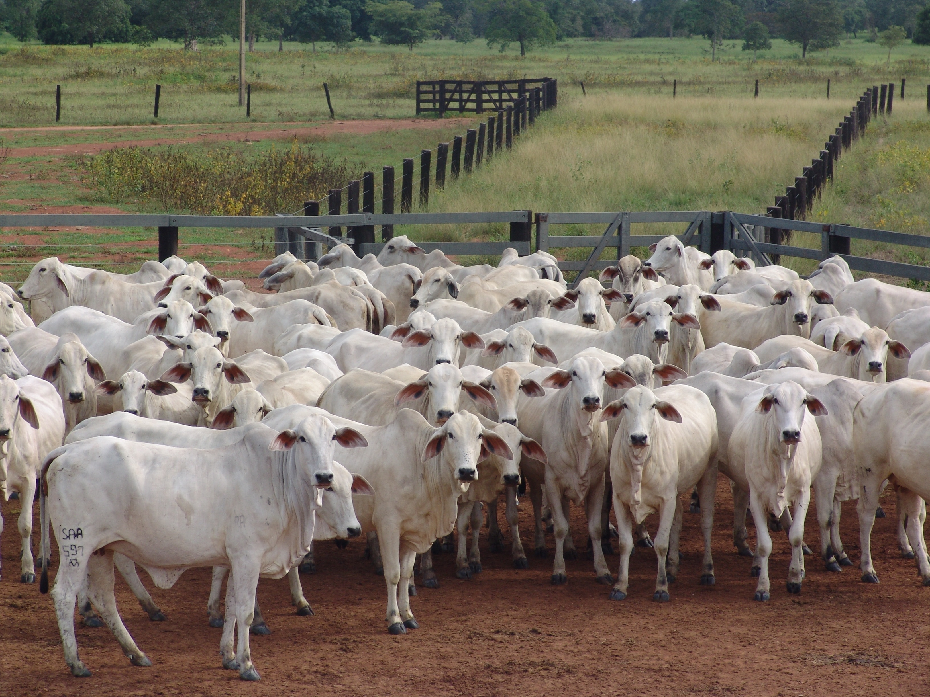 Dairy Cow Farming