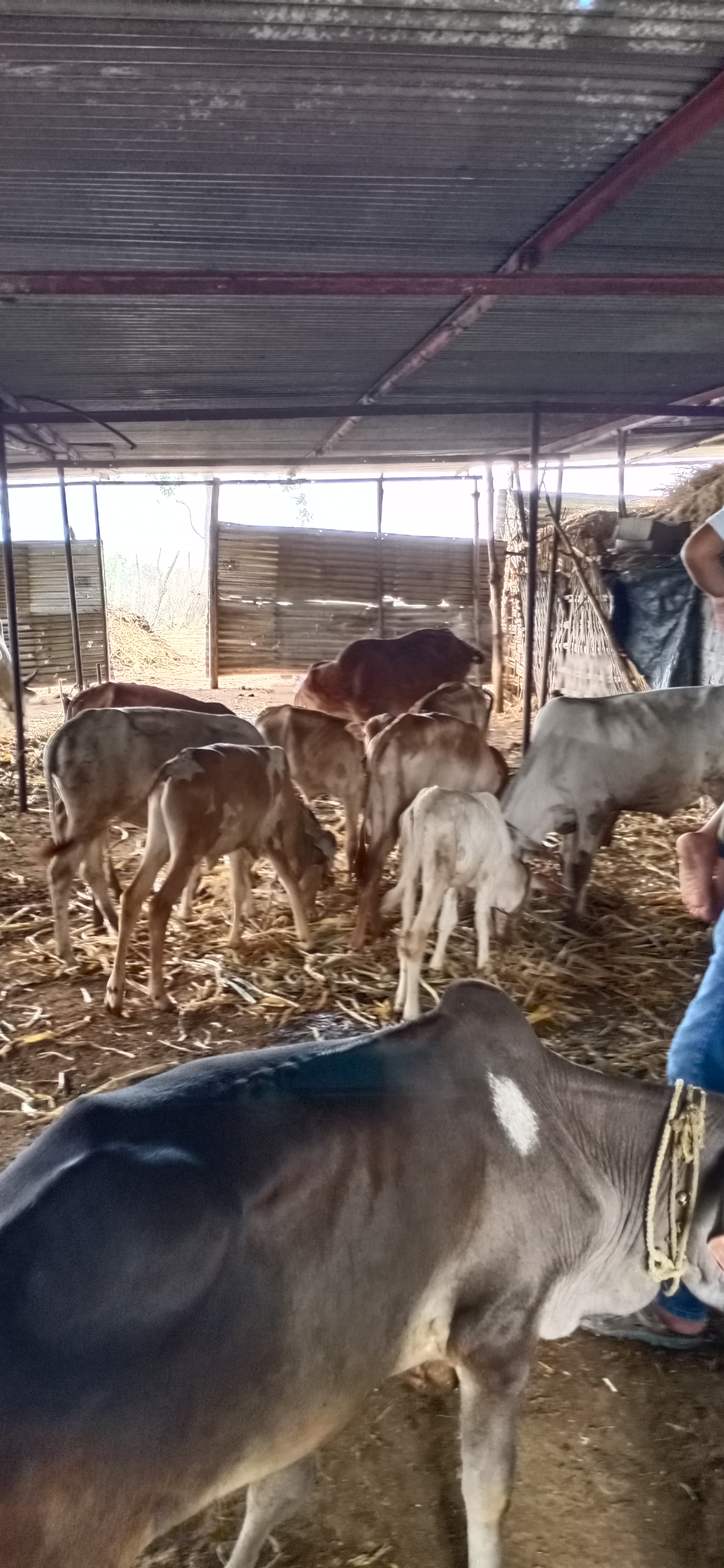 Jaime shriramGoshala shelter 