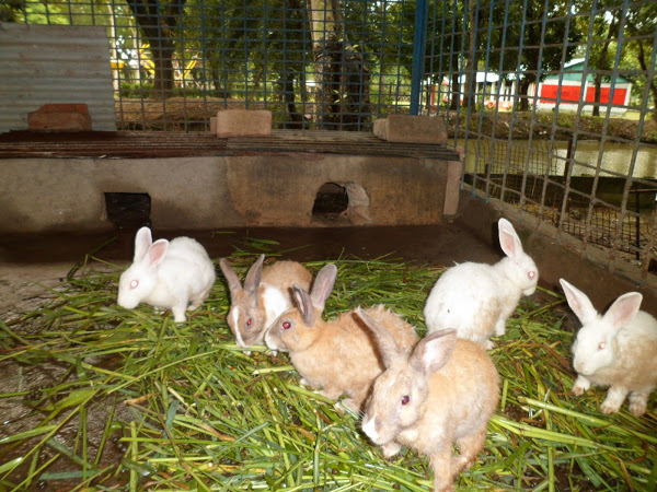 rabbit farming
