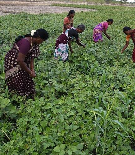 Money needed to produce organic and medicinal products for people.