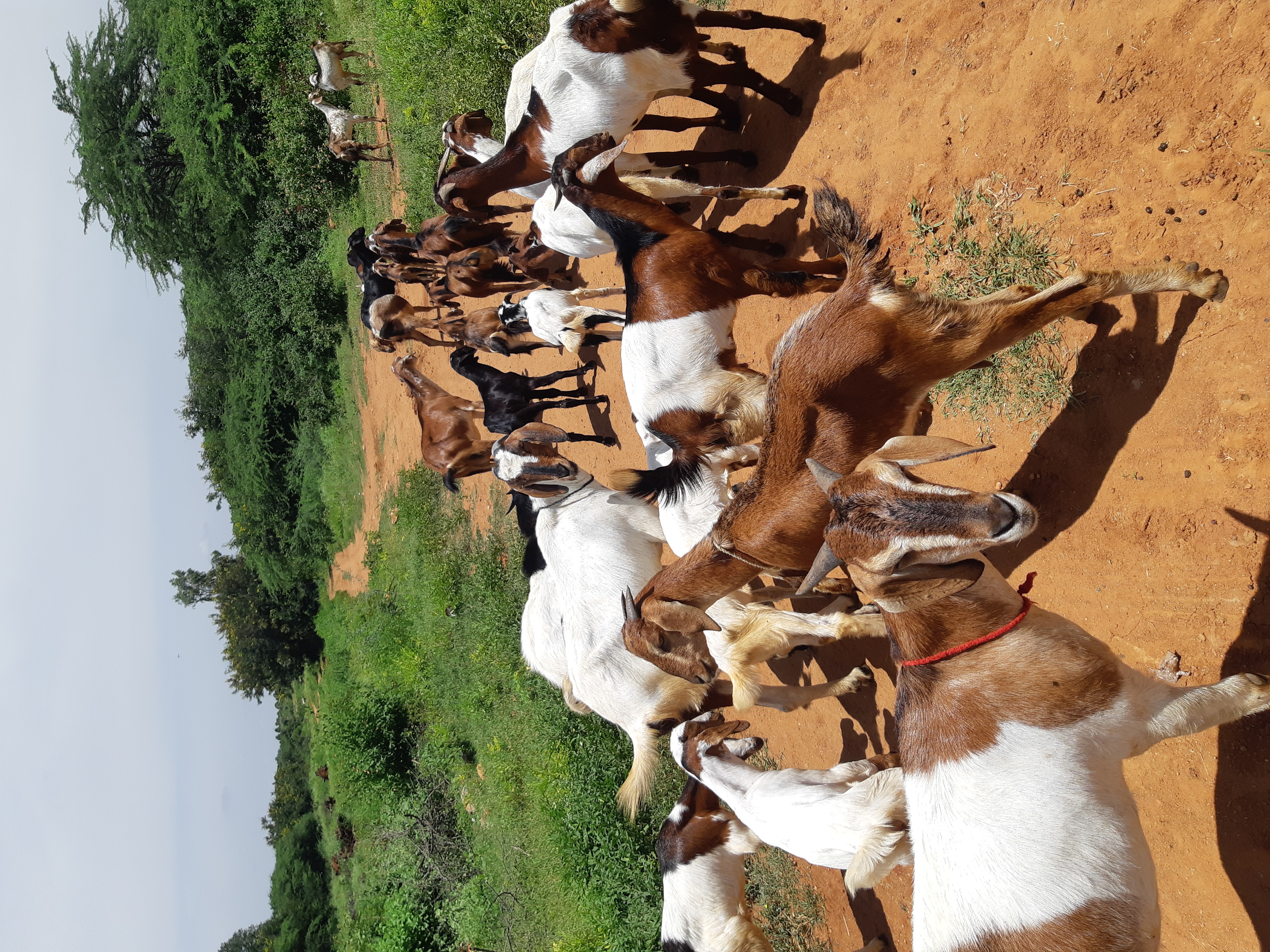 R.K.GOAT FARM